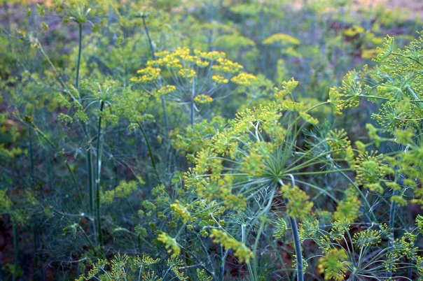 Plantele de marar grupate asigura o pata de galben pe un fond de albatru-verzui